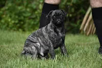 Caramel Drizzle , a male Pug for sale in Palm Coast, FL – 4 of 5