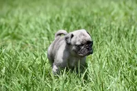 Bumble , a male Pug for sale in Palm Coast, FL – 6 of 6
