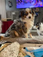 Chia, a female Toy Australian Shepherd for sale in Palm Coast, FL – 2 of 3