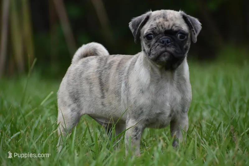 Bumble  – Pug puppy for sale in Palm Coast, FL