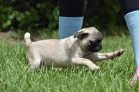 Toffee Crunch, a male Pug for sale in Palm Coast, FL – 5 of 9