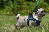 Bumble , a male Pug for sale in Palm Coast, FL – 6 of 6