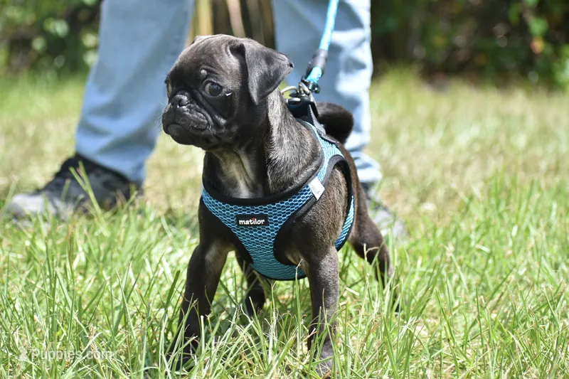Hive – Pug puppy for sale in Palm Coast, FL