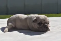Maple Blue Eyes! , a female Pug for sale in Palm Coast, FL – 7 of 8