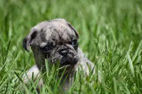 Buzz, a male Pug for sale in Palm Coast, FL – 6 of 6