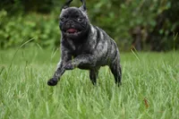 Butterbean, a male Pug for sale in Palm Coast, FL – 2 of 8