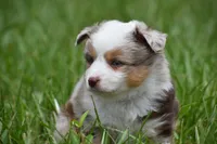 Luna, a female Toy Australian Shepherd for sale in Palm Coast, FL – 6 of 9