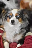 Chia, a female Toy Australian Shepherd for sale in Palm Coast, FL – 1 of 3