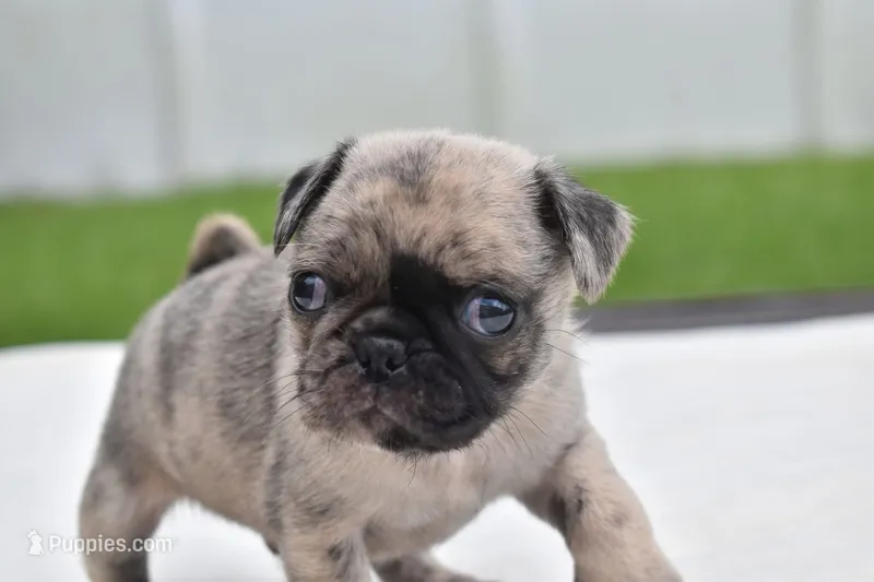 Bumble  – Pug puppy for sale in Palm Coast, FL