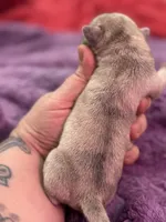 Maple, a female Pug for sale in Palm Coast, FL – 2 of 2
