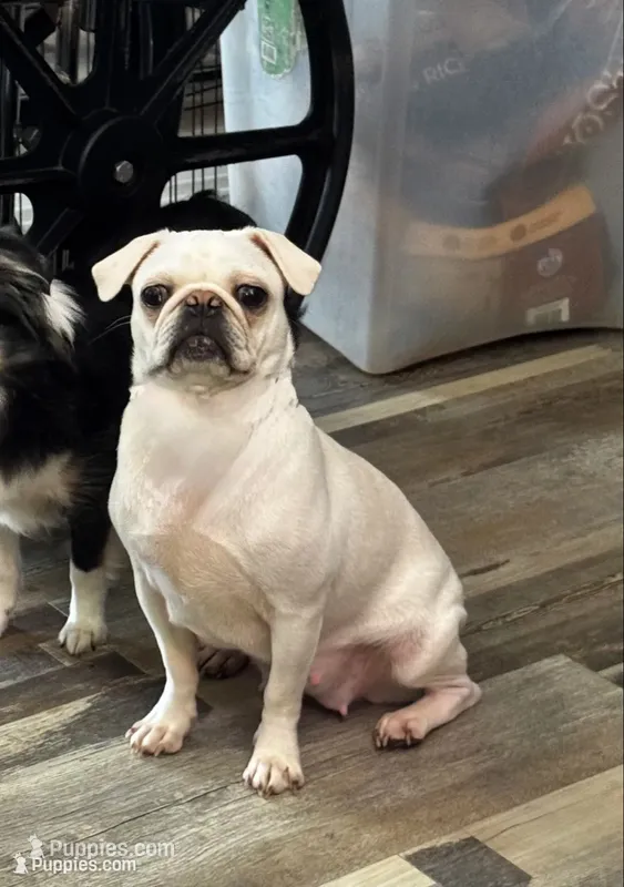 Due November  – Pug puppy for sale in Palm Coast, FL
