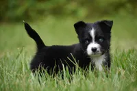 Atlas, a male Toy Australian Shepherd for sale in Palm Coast, FL – 6 of 8