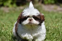 Bread Pudding , a male Shih Tzu for sale in Palm Coast, FL – 2 of 10