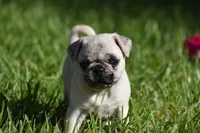 Maple , a female Pug for sale in Palm Coast, FL – 6 of 7