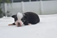 Dally , a male Miniature Australian Shepherd for sale in Palm Coast, FL – 2 of 4