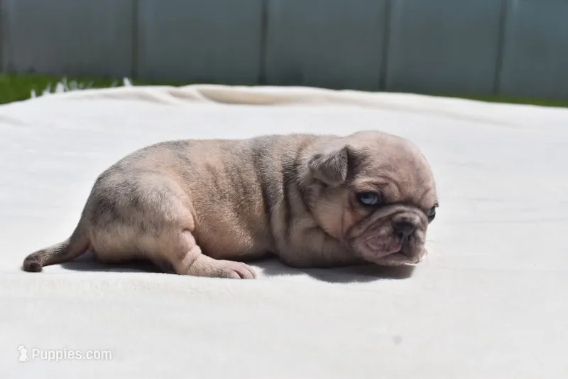 Peach Cobbler  – Pug puppy for sale in Palm Coast, FL