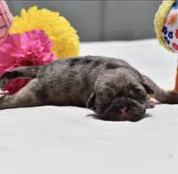 Buzz, a male Pug for sale in Palm Coast, FL – 4 of 6