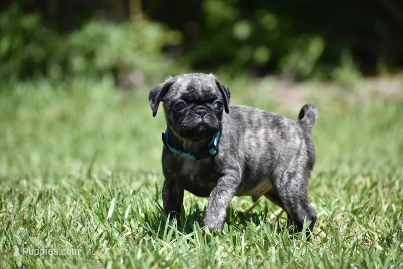 Caramel Drizzle  – Pug puppy for sale in Palm Coast, FL
