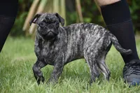 Caramel Drizzle , a male Pug for sale in Palm Coast, FL – 5 of 5
