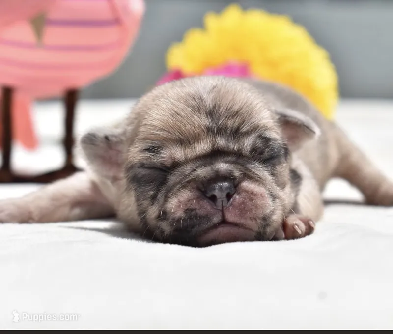 Corn Bread  – Pug puppy for sale in Palm Coast, FL
