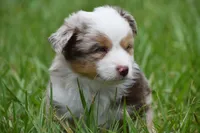 Luna, a female Toy Australian Shepherd for sale in Palm Coast, FL – 3 of 9