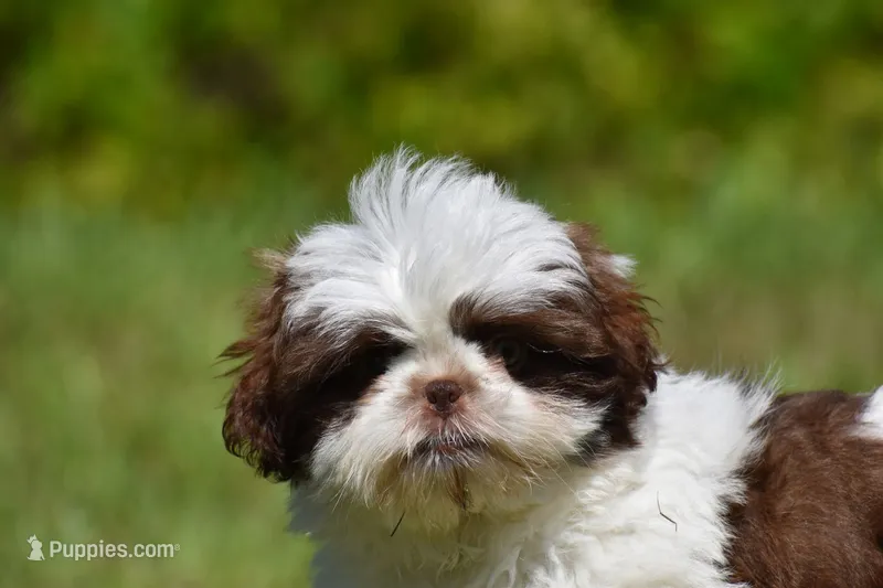 Bread Pudding  – Shih Tzu puppy for sale in Palm Coast, FL