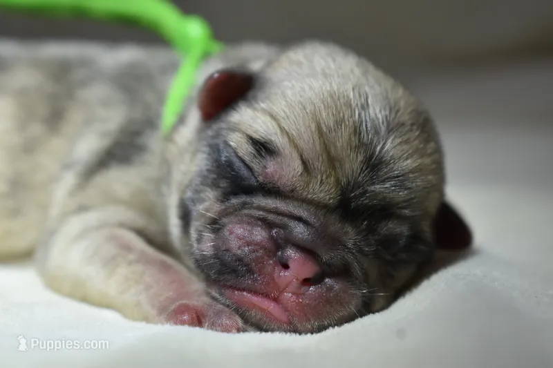 Corn Bread  – Pug puppy for sale in Palm Coast, FL