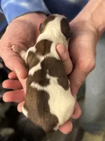 Banana Pudding , a female Shih Tzu for sale in Palm Coast, FL – Photo 1 of 2