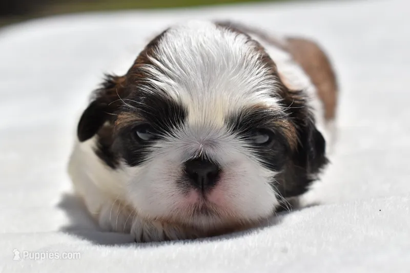 Banana Pudding  – Shih Tzu puppy for sale in Palm Coast, FL