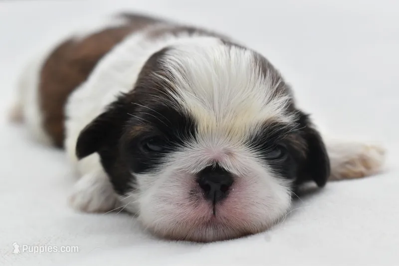 Banana Pudding  – Shih Tzu puppy for sale in Palm Coast, FL