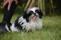 Rice Pudding, a female Shih Tzu for sale in Palm Coast, FL – 4 of 5