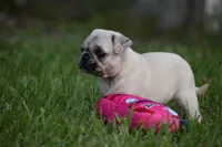 Maple , a female Pug for sale in Palm Coast, FL – 2 of 7