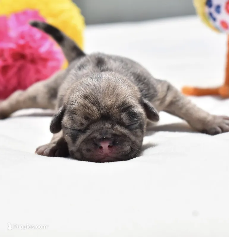 Buzz – Pug puppy for sale in Palm Coast, FL