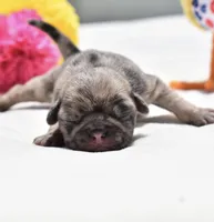 Buzz, a male Pug for sale in Palm Coast, FL – 1 of 6
