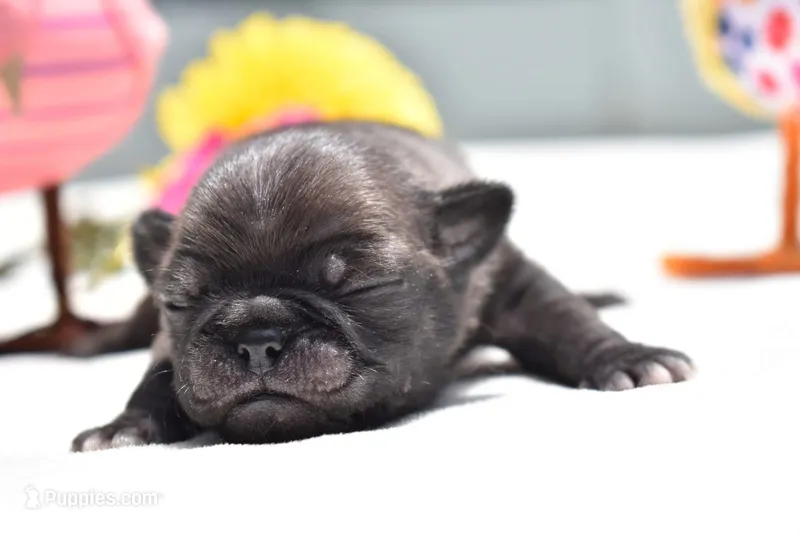 Dumplin – Pug puppy for sale in Palm Coast, FL