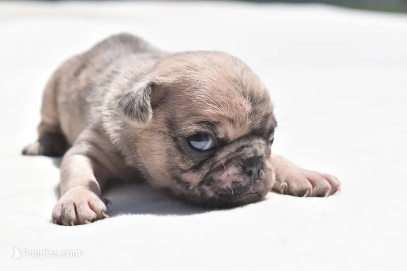 Corn Bread  – Pug puppy for sale in Palm Coast, FL