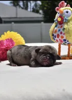 Bumble , a male Pug for sale in Palm Coast, FL – 2 of 6