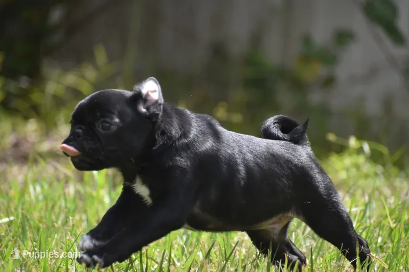 Scooby  – Pug puppy for sale in Palm Coast, FL