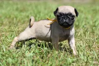 Honey Bee, a female Pug for sale in Palm Coast, FL – 3 of 6