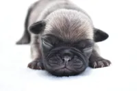 Honey Bee, a female Pug for sale in Palm Coast, FL – Photo 1 of 4