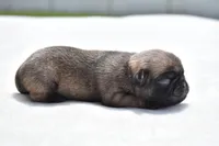 Honey Bee, a female Pug for sale in Palm Coast, FL – Photo 3 of 4