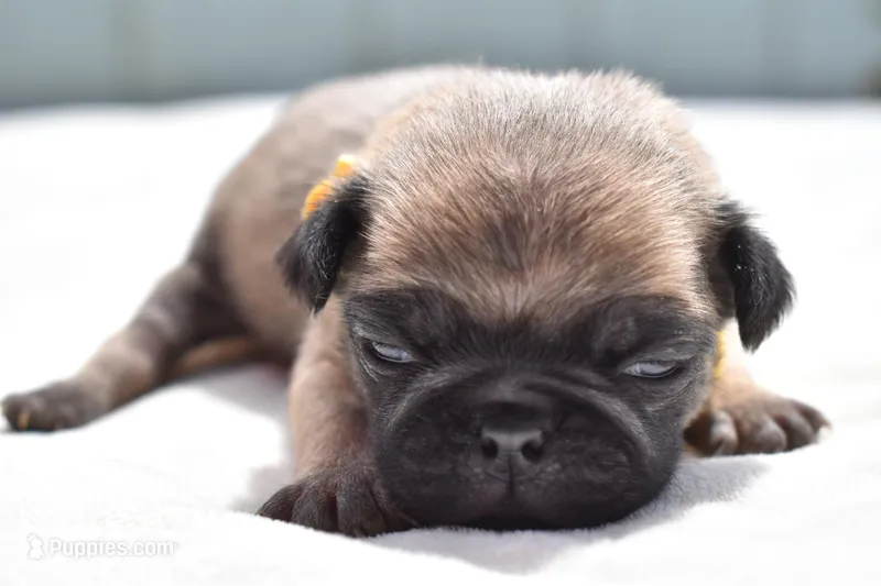 Honey Bee – Pug puppy for sale in Palm Coast, FL