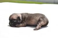 Honey Bee, a female Pug for sale in Palm Coast, FL – Photo 2 of 4