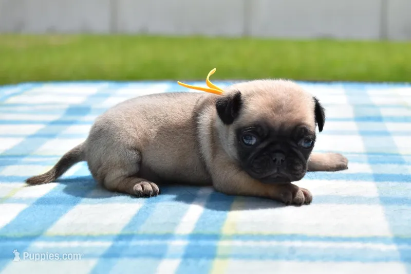 Honey Bee – Pug puppy for sale in Palm Coast, FL