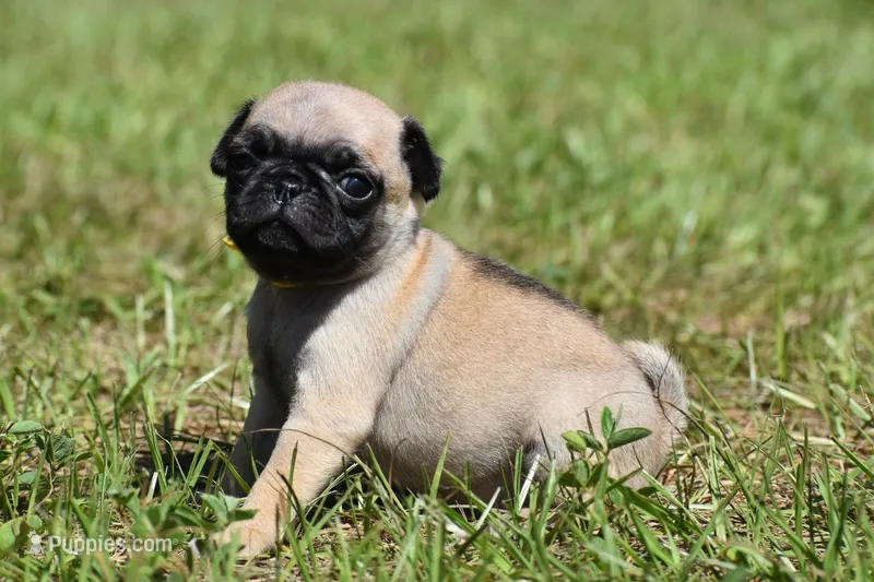 Honey Bee – Pug puppy for sale in Palm Coast, FL