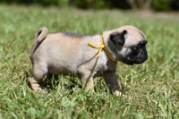 Honey Bee, a female Pug for sale in Palm Coast, FL – 2 of 6