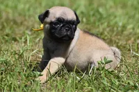 Honey Bee, a female Pug for sale in Palm Coast, FL – 4 of 6