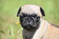 Honey Bee, a female Pug for sale in Palm Coast, FL – 6 of 6