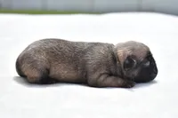 Honey Bee, a female Pug for sale in Palm Coast, FL – Photo 4 of 4