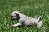 Corn Bread , a male Pug for sale in Palm Coast, FL – 5 of 6